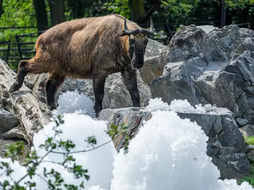 Takin indický s ledem, foto Petr Hamerník, Zoo Praha