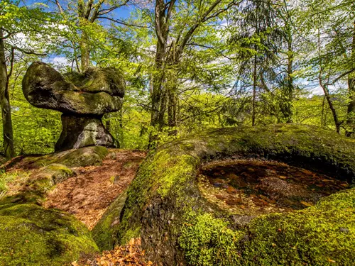 Národní přírodní rezervace Jizerskohorské bučiny