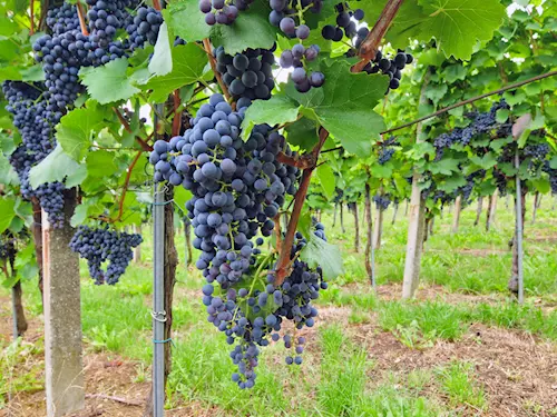 Krajem vína – letní putování okolím Modrých Hor