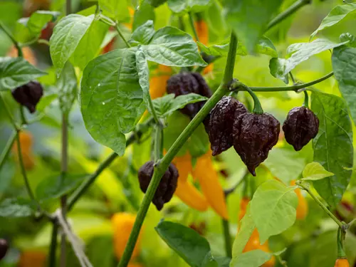 Podzimní výstava chilli papriček v botanické zahradě České zemědělské univerzity v Praze