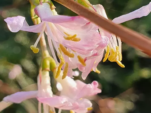V Zoo Ostrava již kvetou jarní cibuloviny – vonné květy jara