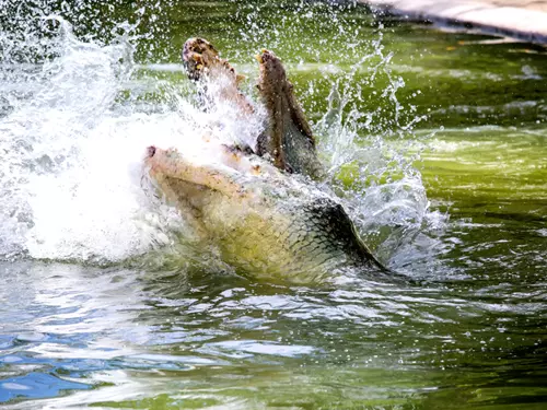 Zoo Praha nabízí exkluzivní setkání s extrémě nebezpečnými predátory