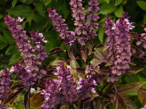 Ocimum basilicum