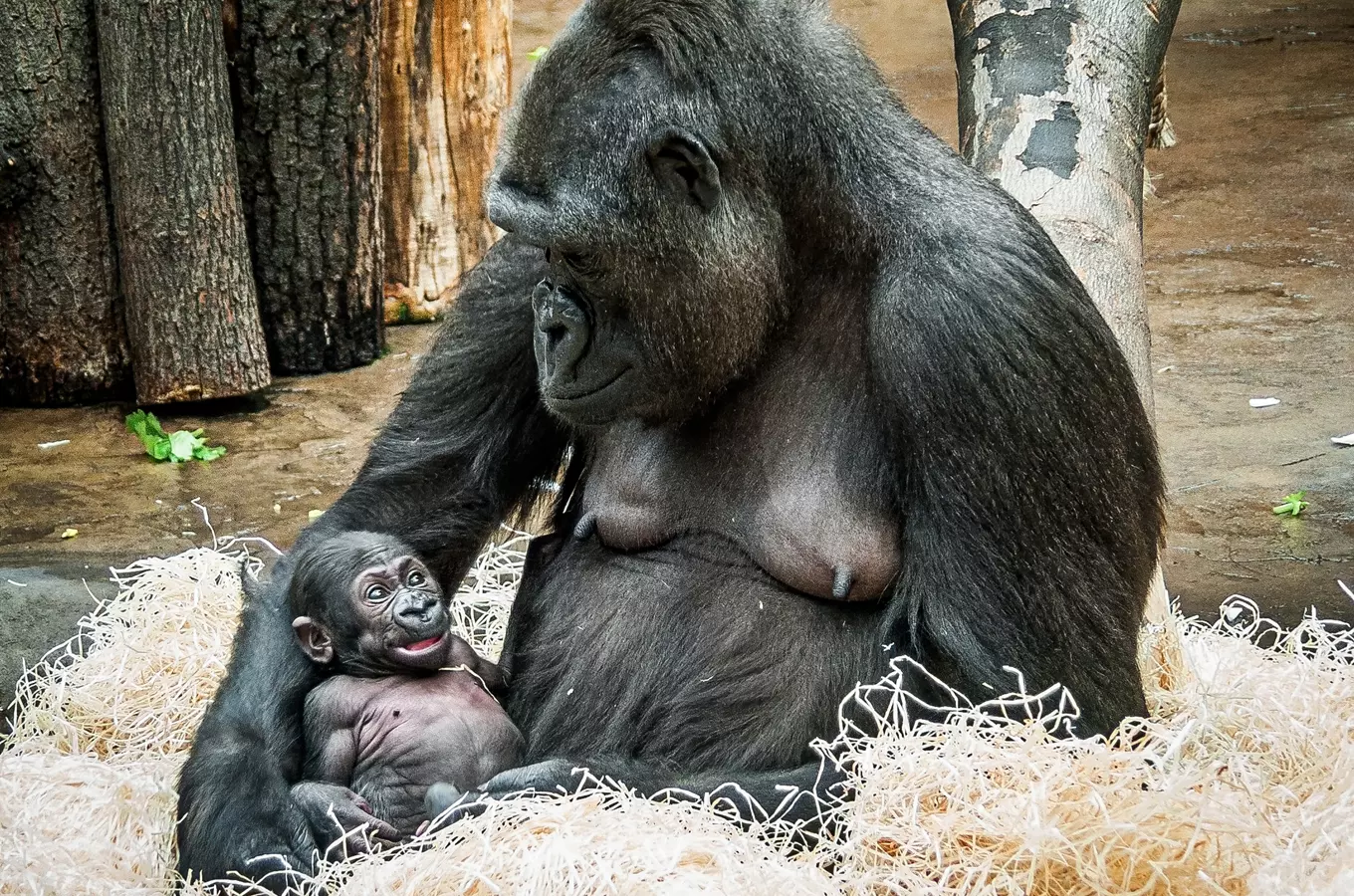 Mojin život v Rezervaci Dja v Zoo Praha 