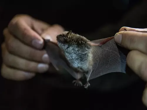 Zdroj foto: Netopýří noc u dolu Jeroným, autor Jakub Rund 