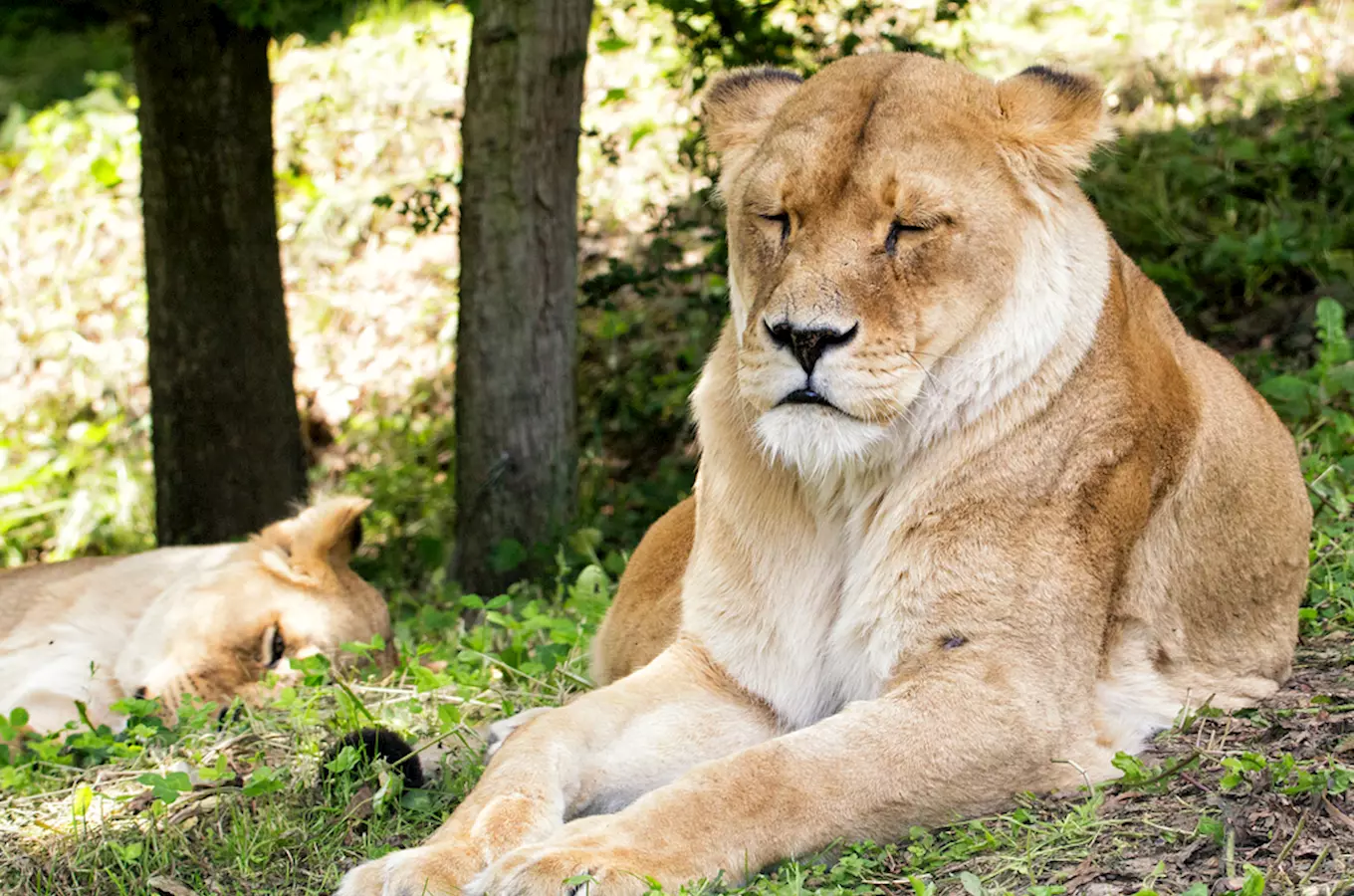 Otevření Afrického a Lvího safari v Safari Parku Dvůr Králové