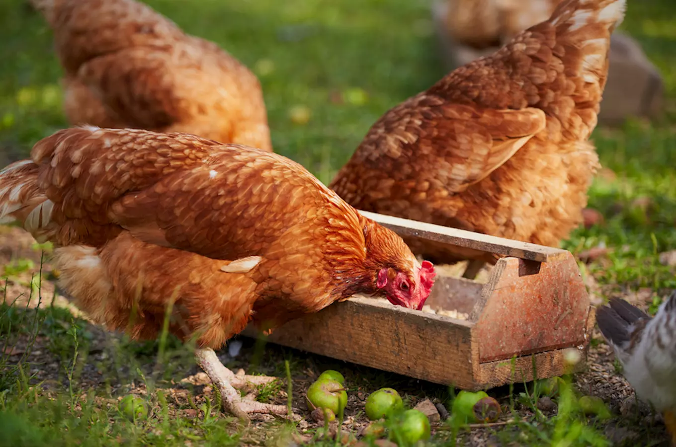 Farmářova stezka – zoostezka na Zámeckém statku Újezd nade Mží