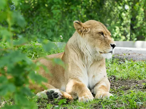 Safari v ZOO Dvur Králové nad Labem