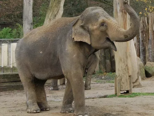 Liberecká zoologická zahrada má novou obyvatelku, slonici Balu