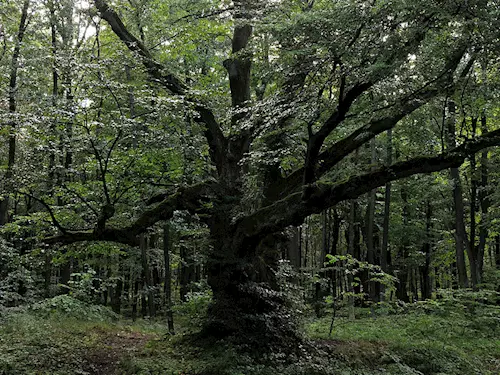 Strom splněných přání u Pohořan nedaleko Olomouce