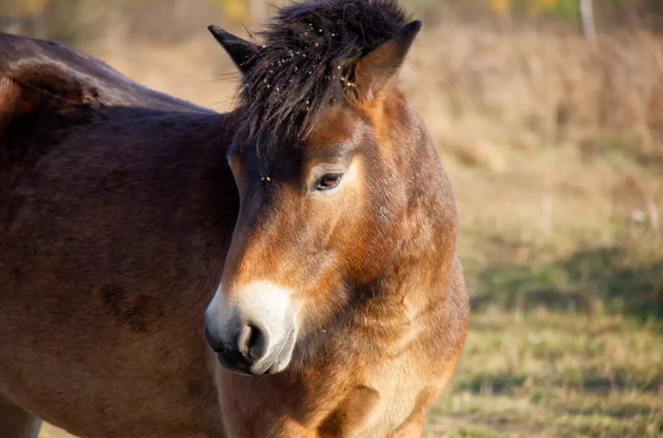 Rezervace divokých koní Janovský mokřad u Nýřan