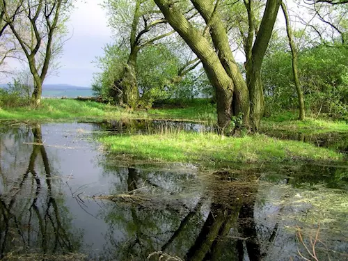 Drnovický mokřad – Žumpy