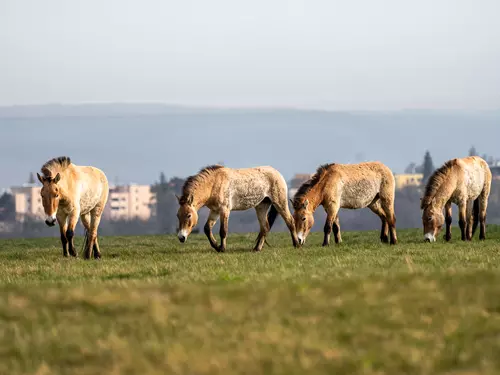 Rezervace koní Převalského na Dívčích hradech