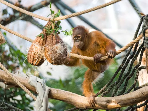 Zoo Praha, Kudy z nudy, orangutan