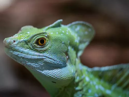 Zvířata z pohádek a bájí – prohlídky pro MŠ a ZŠ v Zoo Praha