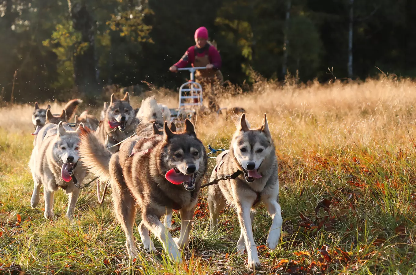 Husky škola – jízda se psím spřežením v Jizerkách