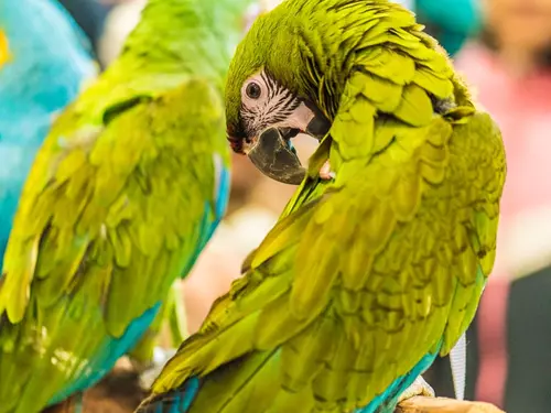 Roztáhněte křídla a leťte – ukázka papoušků v botance