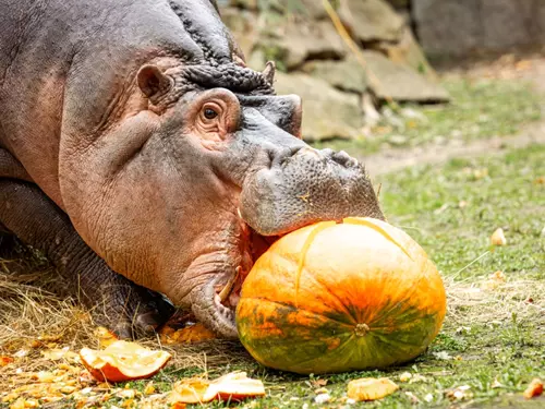 Do ostravské zoo s dýněmi i za dýněmi