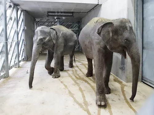 Otevření nového slonince v pražské zoo