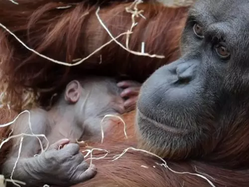 Zoo Praha se raduje z malého orangutana