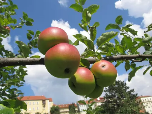 Je čas sklízet ovoce aneb Jak zakončit sezonu na Petříně 