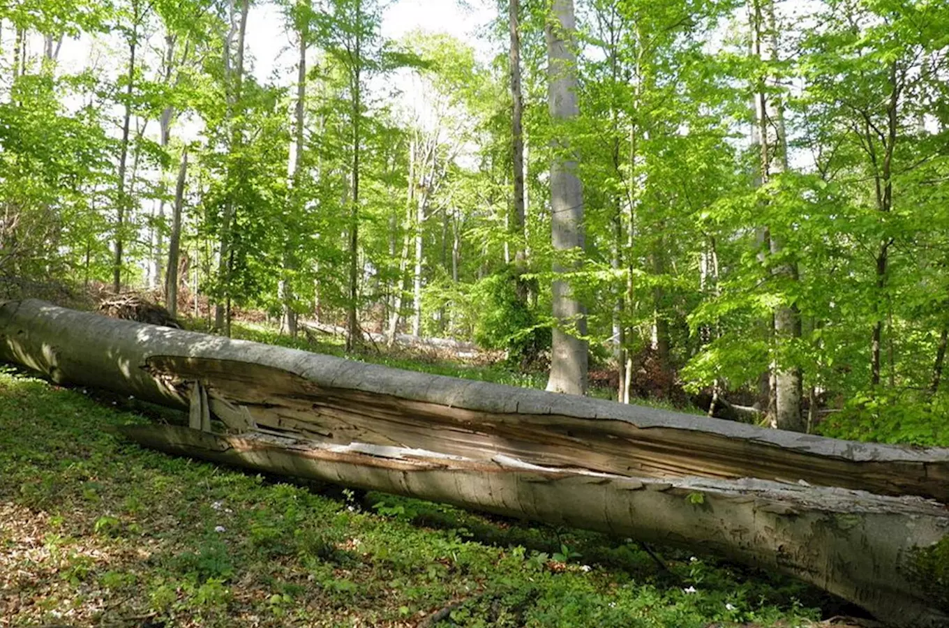 Přírodní rezervace Prales Slunná – Lažánky