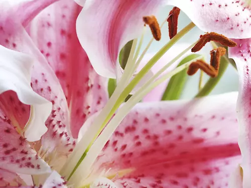 Fleur de lys – Slavnosti lilií, květin králů Francie