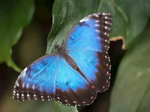 Motýlí cestovatelé ve skleníku Fata Morgana v Troji –  výstava živých tropických motýlů 