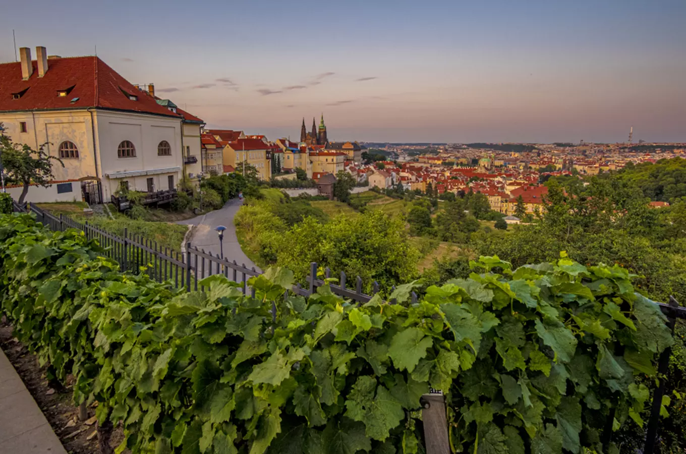 Vinhedo St. Klary