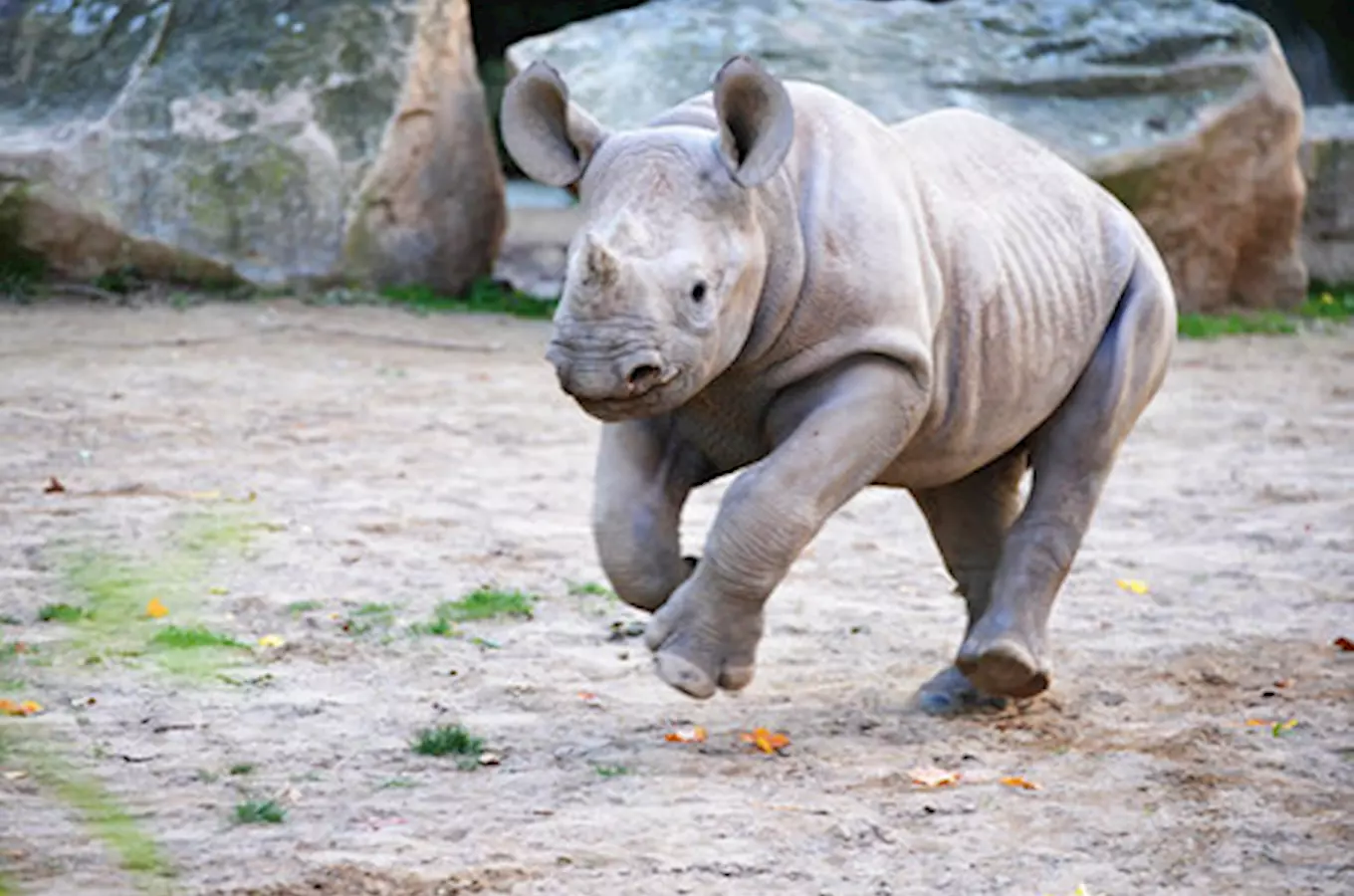 Světový den nosorožců v Safari Parku ve Dvoře Králové