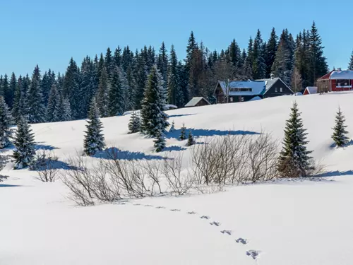 Šumava, Kudy z nudy, výlet do přírody