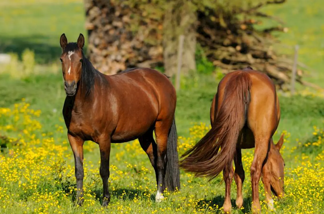 Relaxační víkend s koňmi – relaxujte v sedlech koní a poznejte Chřiby 
