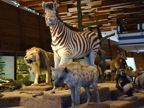 Navštivte zoologickou expozici "Archa Noemova" v Národním muzeu