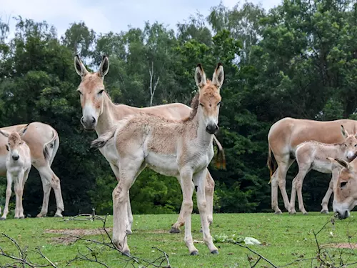Největší stádo ohrožených onagerů v na světě má Zoo Ostrava