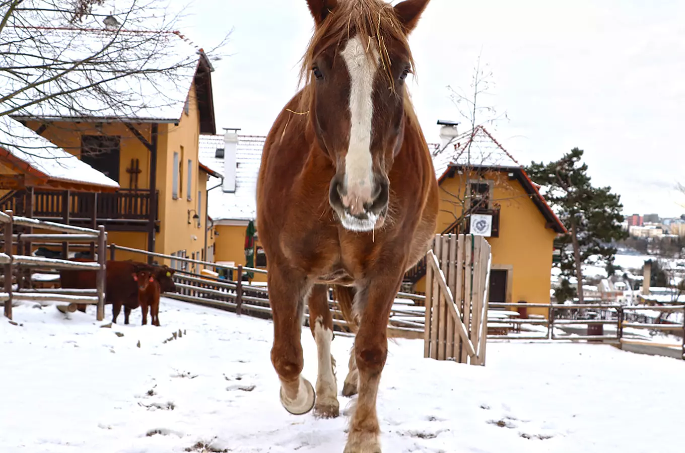 Přijďte se zoomilovat – Valentýn a fotosoutež v Zoo Plzeň 2025