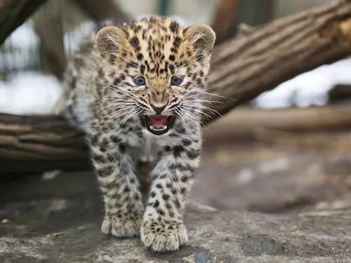 Po trinácti letech se podarilo pražské zoo odchovat kotata levharta mandžuského