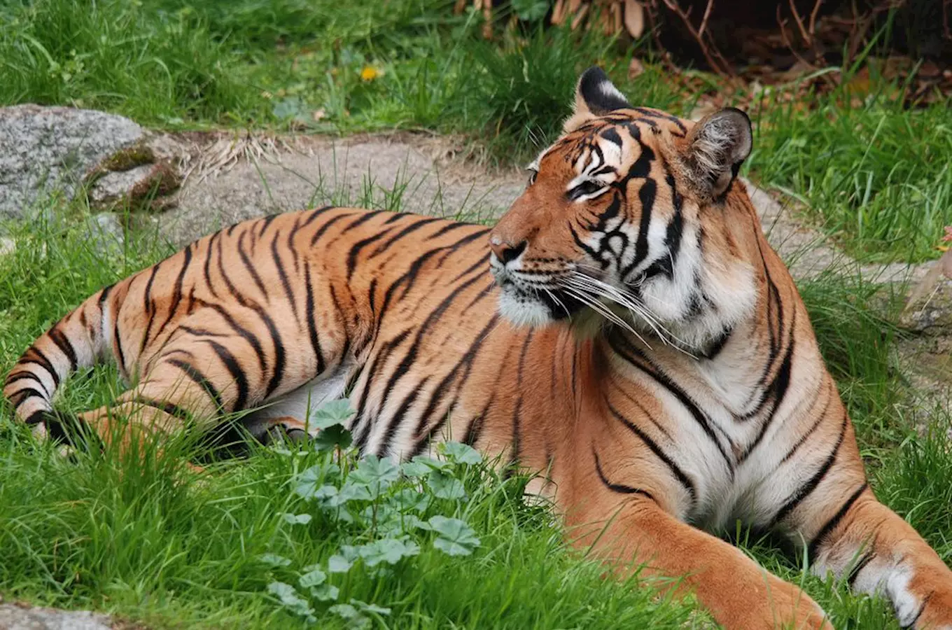 Zoo Brno v pondělí oslaví Mezinárodní den tygrů