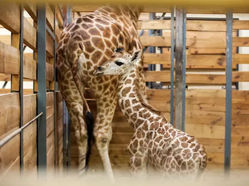 75. žirafa v historii pražské zoo se narodila včera večer