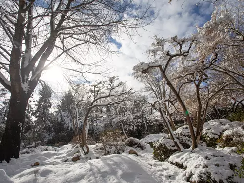 Zdroj foto: Botanická zahrada hlavního města Praha