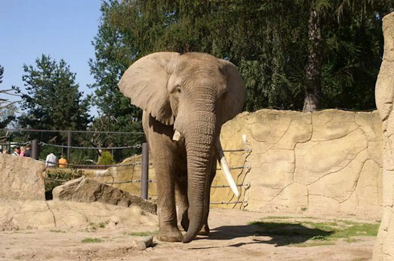 Gulab, Rání, Max a Delhi: znáte slony v našich zoo?