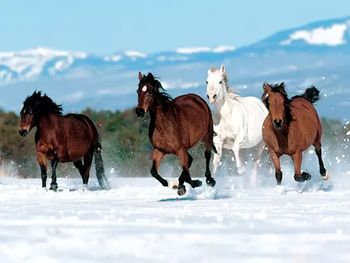 Jízda na koni a vyjížďky do přírody v okolí Králického Sněžníku
