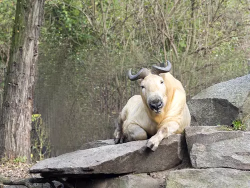 Zoo Plzen chová takiny, přijďte se na ně podívat!