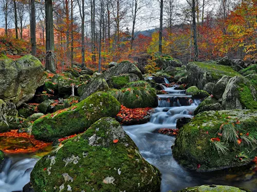 Národní přírodní rezervace Jizerskohorské bučiny, kudy z nudy