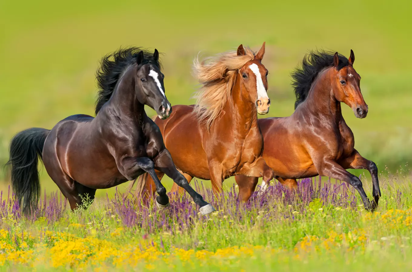 Ranč Gallop – dovolená v sedle