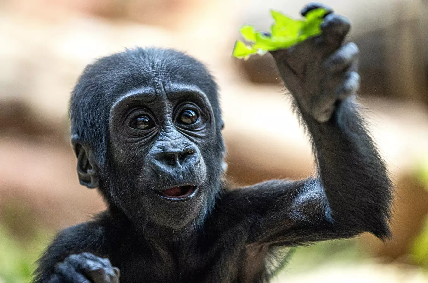 Gorilka Gaia ze Zoo Praha slaví půl roku!