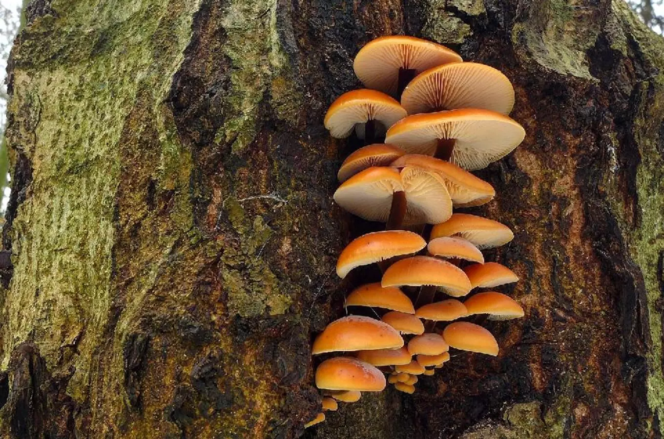 penízovka sametonohá - Flammulina velutipes, foto: Petr Souček