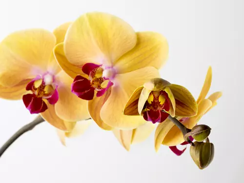 Přehlídka orchidejí