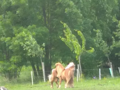 Shetlandský pony 