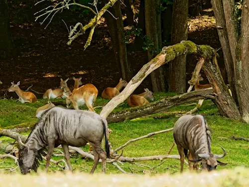 Safari Park Dvůr Králové – Afrika na dlani
