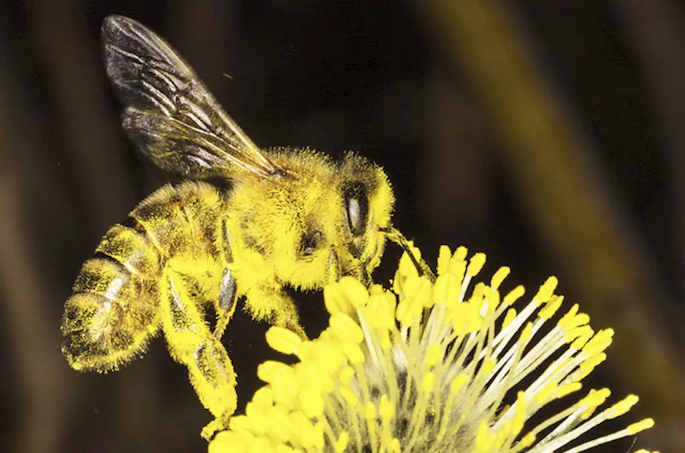 Naučná stezka Včely a mravenci na Monínci